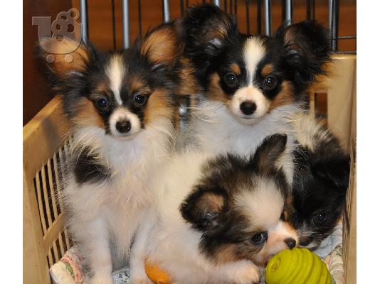PoulaTo: papillon